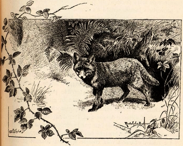 Illustration tirée du Manuel de Vènerie française - Emmanuel Le Couteulx de Canteleu (1890) - Hachette et Cie (Paris) - BnF (Gallica) 15
